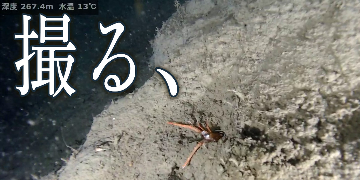 映像を撮影し見て、
