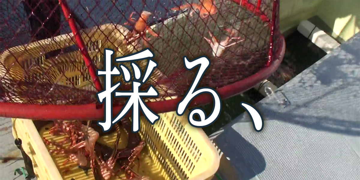 生物を採集し触れて、